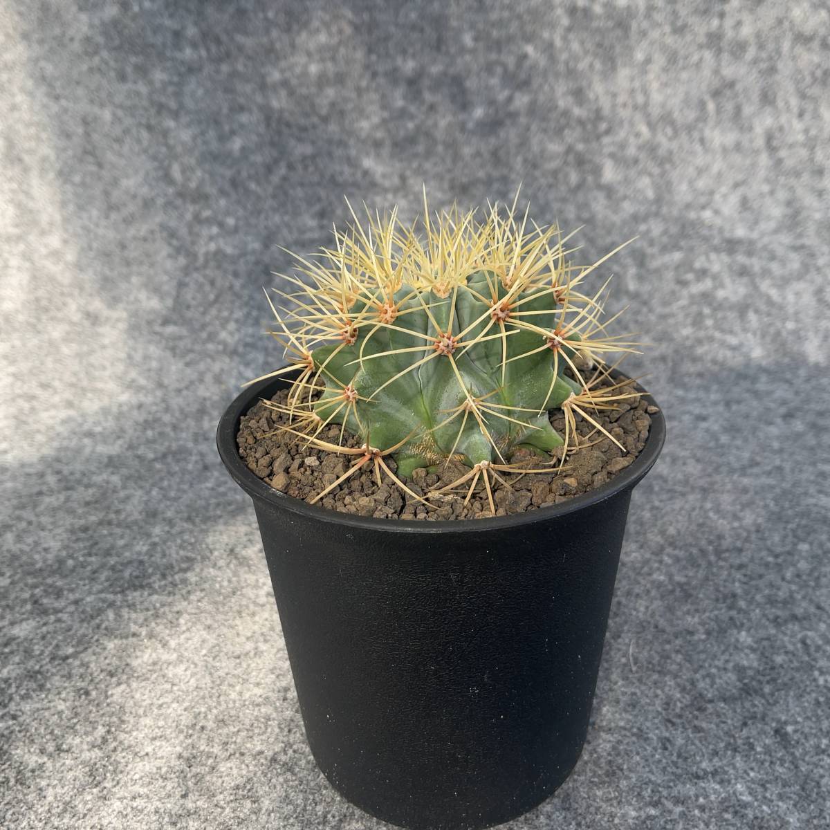 【鉢ごと発送】サボテン 王冠竜(おうかんりゅう) Ferocactus glaucescens//5号鉢/サボテン・多肉植物【現品】 23-11-2-01_画像4