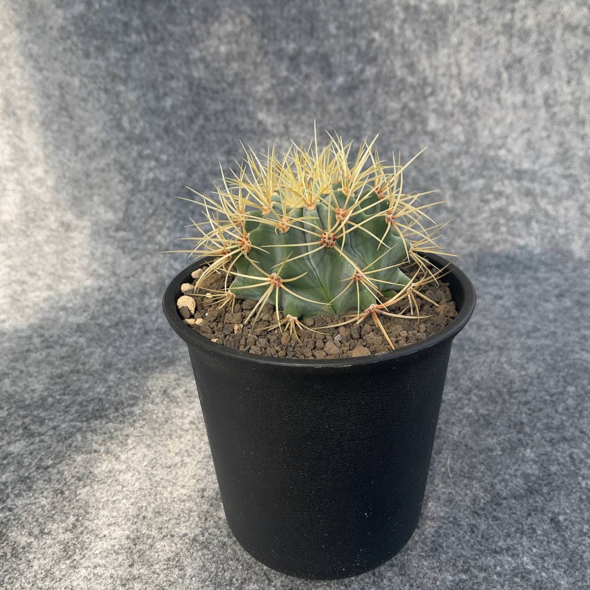 【鉢ごと発送】サボテン 王冠竜(おうかんりゅう) Ferocactus glaucescens//5号鉢/サボテン・多肉植物【現品】 23-11-2-01_画像5