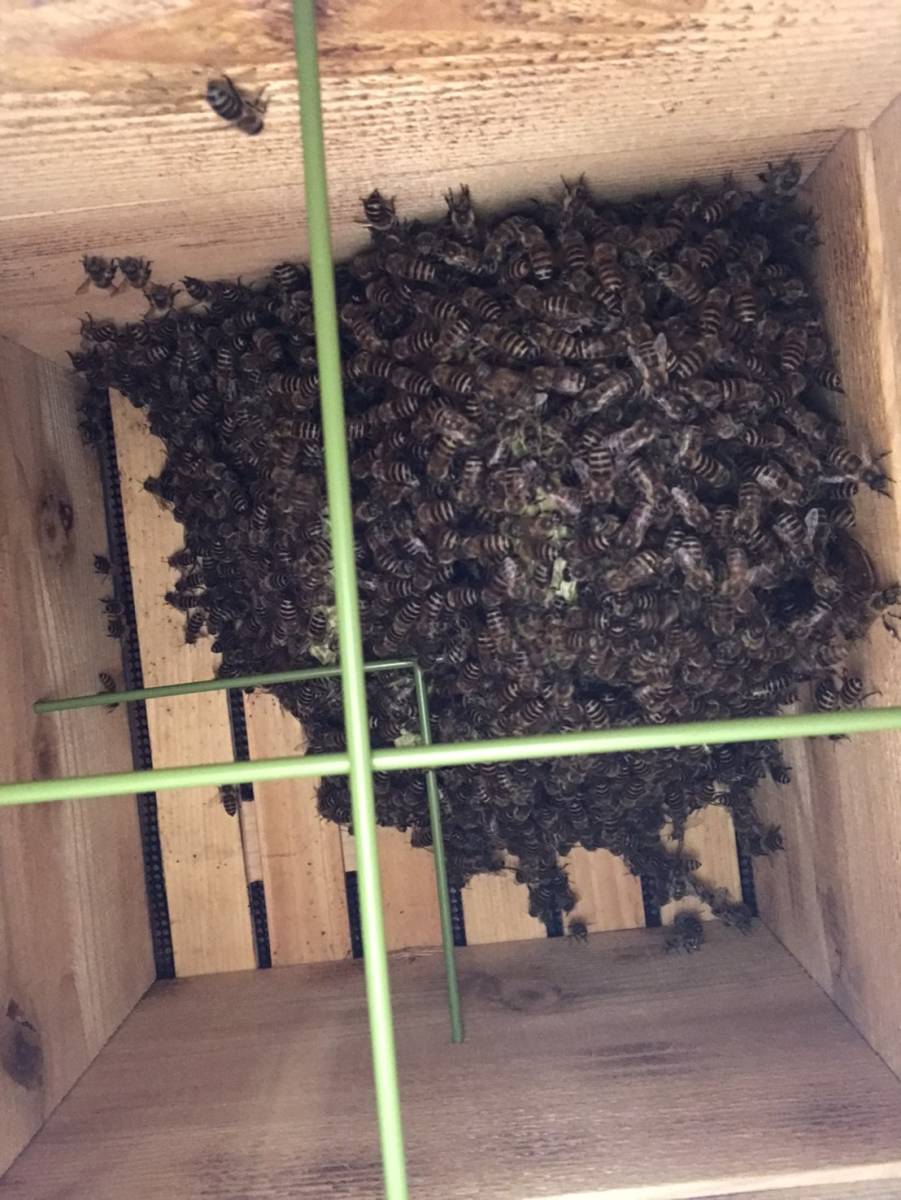 日本ミツバチ 天蓋、スノコ、巣門3点セット！（外径30ｃｍ×30ｃｍ用）_捕獲した直後の巣箱内の様子。至福の瞬間！