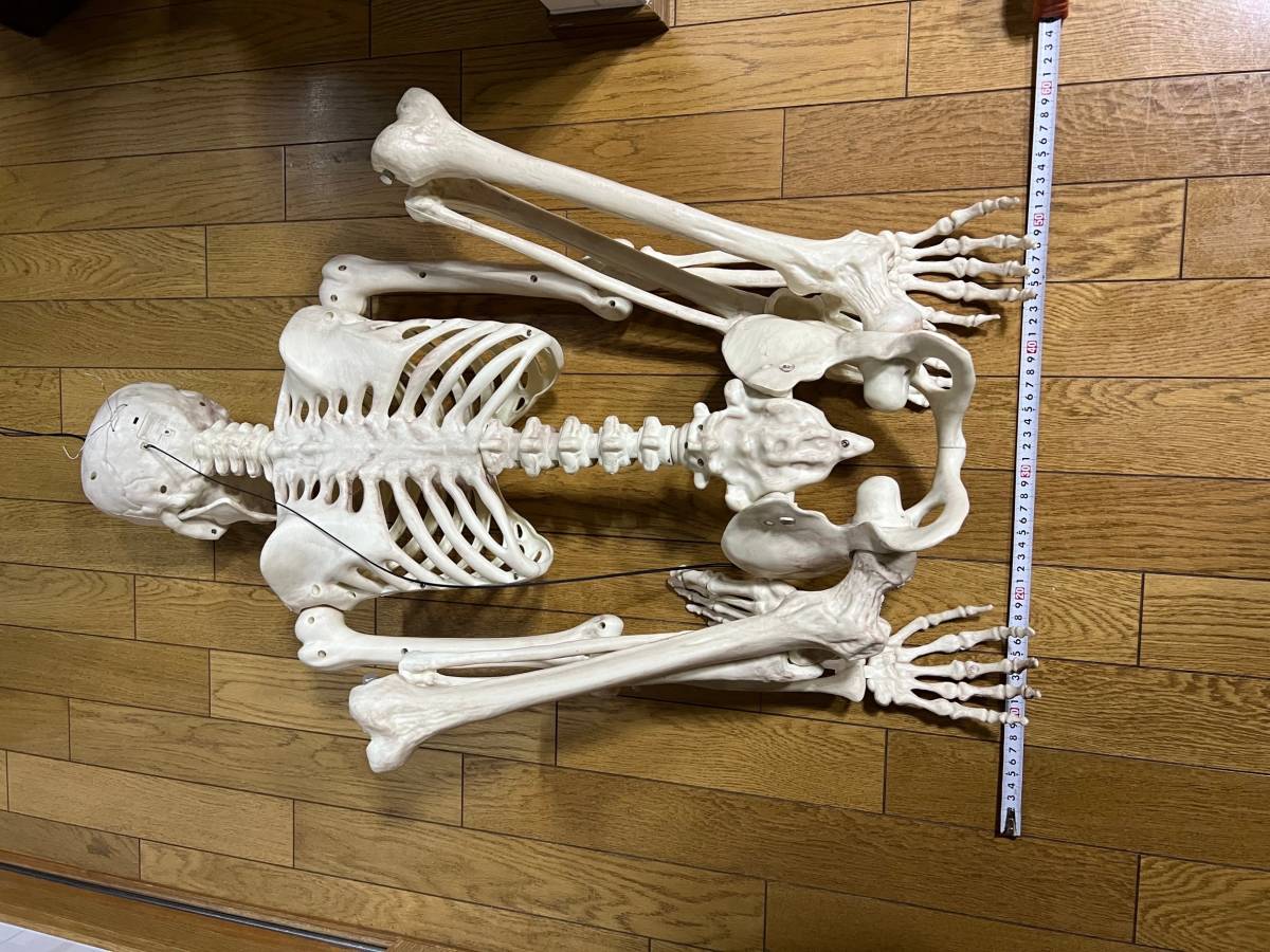 大型人体骨格模型 骨格標本 人骨模型 ガイコツ 教材 インテリア オブジェ 用途色々 希少品！！の画像8