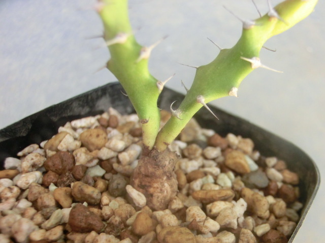 多肉植物 ユーフォルビア （ユーホルビア） スクアローサ 奇怪ヶ島 【Euphorbia squarrosa】_画像4