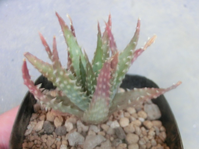 多肉植物 アロエ 雪娘 プラテンシス 【Aloe pratensis】_画像1