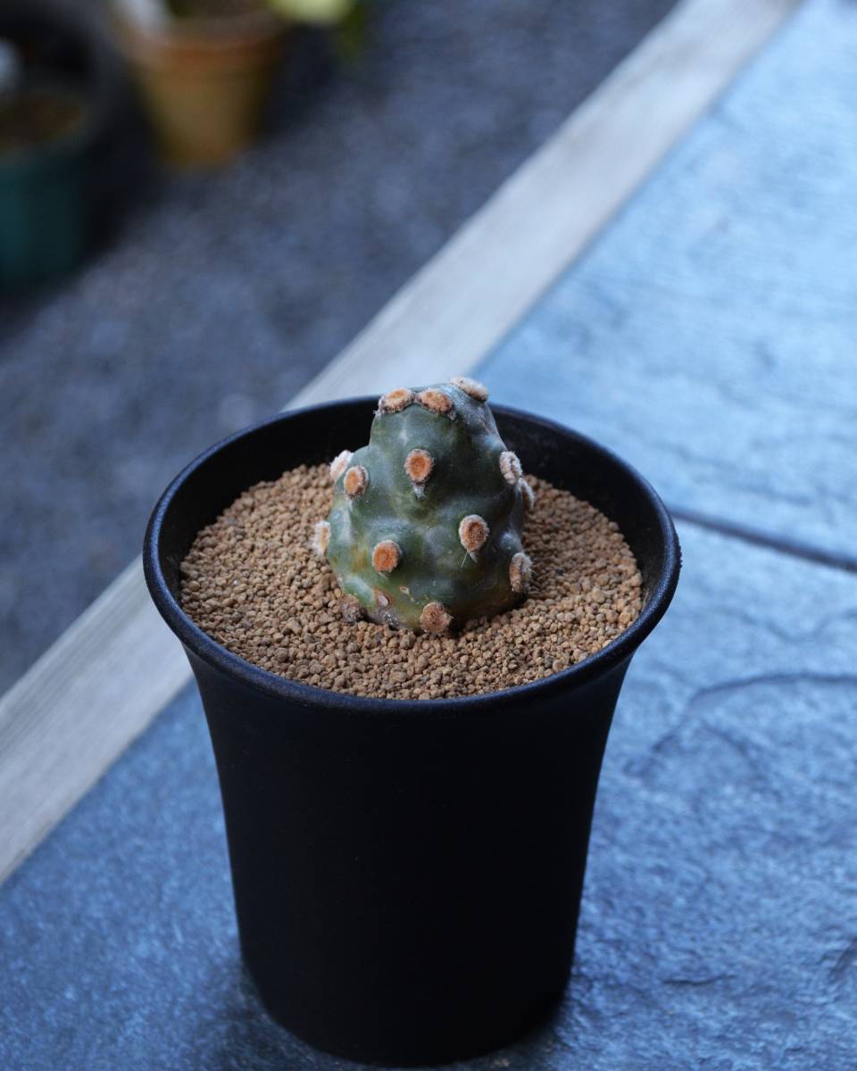 ★多肉植物★サボテン★テフロカクタス【Tephrocactus molinensis f.varieg.】【斑入特選・妖鬼殿錦】1節・3.0号・希少・現品_画像6