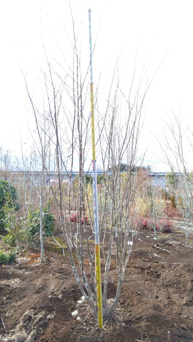  deciduous tree great popularity mountain taking . fraxinus lanuginosa stock .4m rank * receipt limitation (pick up) vicinity only delivery possibility *( separate charge ) Saitama prefecture day height city .. exhibition 