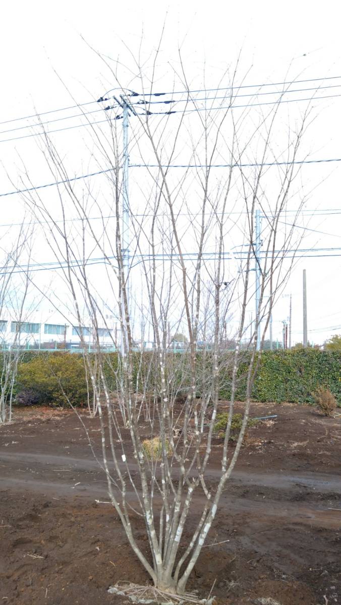  deciduous tree great popularity mountain taking . fraxinus lanuginosa stock .4m rank * receipt limitation (pick up) vicinity only delivery possibility *( separate charge ) Saitama prefecture day height city .. exhibition 