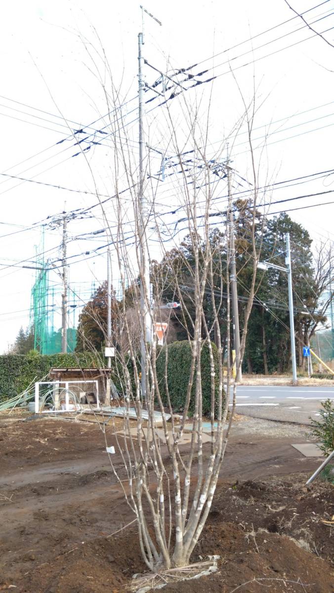  deciduous tree great popularity mountain taking . fraxinus lanuginosa stock .4m rank * receipt limitation (pick up) vicinity only delivery possibility *( separate charge ) Saitama prefecture day height city .. exhibition 