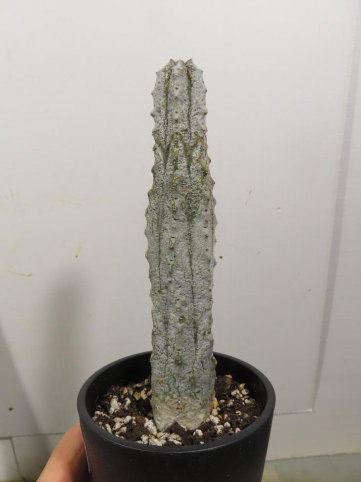 4033 「多肉植物I」ユーフォルビア アブデルクリ 植え【接ぎ木・Euphorbia abdelkuri・発根・購入でパキプス種子プレゼント】_画像3