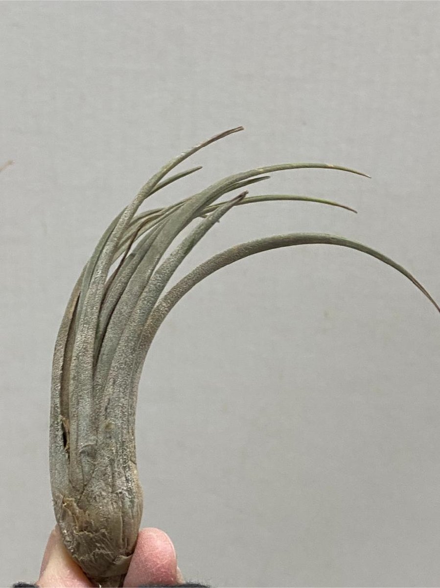 5600 「特別最安値セール」tillandsia tricholepis × disticha grey 抜き苗【希少・美株・チランジア・エアプランツ】_画像6