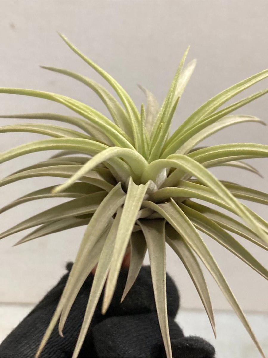 6039 「特別最安値セール」tillandsia cacticola × espinosae 抜き苗【希少・美株・チランジア・エアプランツ】_画像4