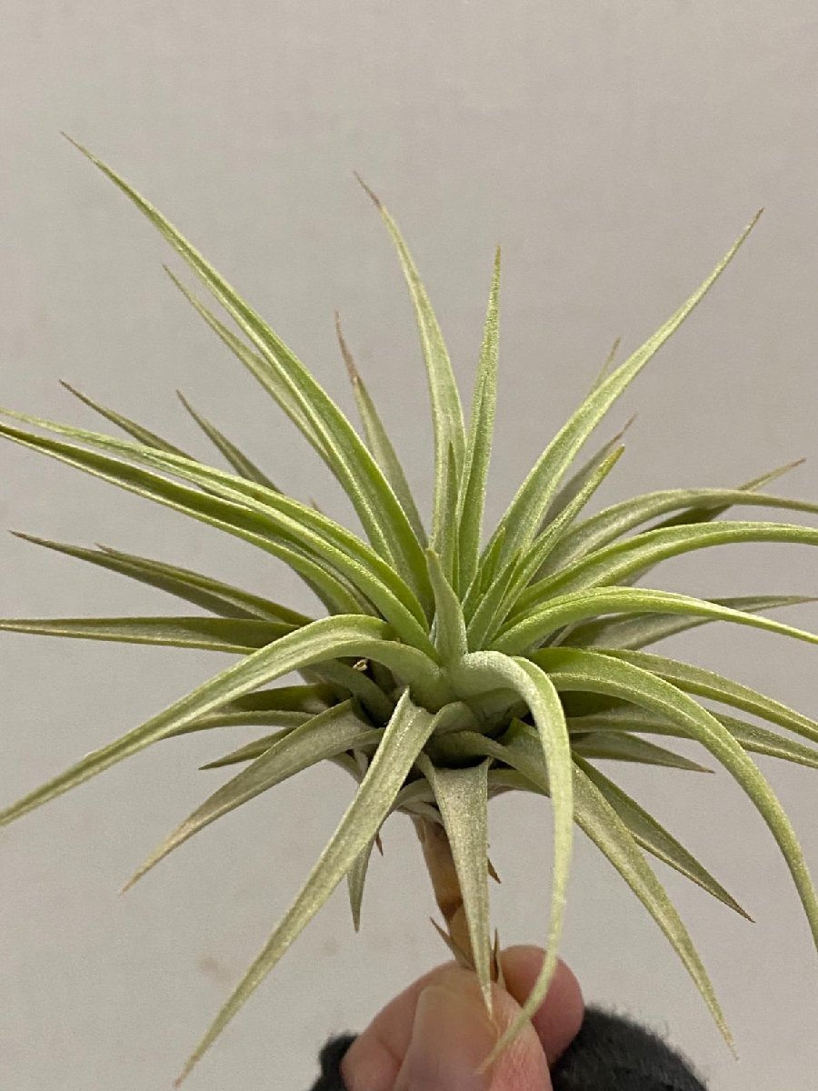 5634 「特別最安値セール」tillandsia cacticola × espinosae 抜き苗【希少・美株・チランジア・エアプランツ】_画像4