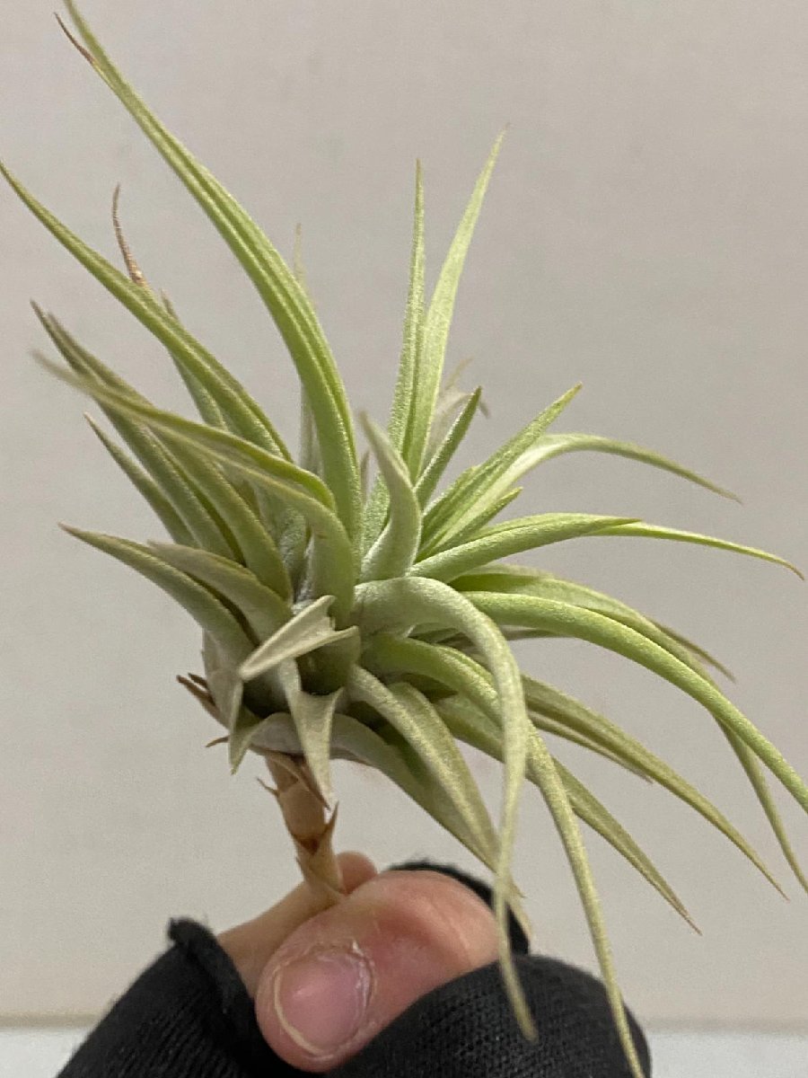 5634 「特別最安値セール」tillandsia cacticola × espinosae 抜き苗【希少・美株・チランジア・エアプランツ】_画像8