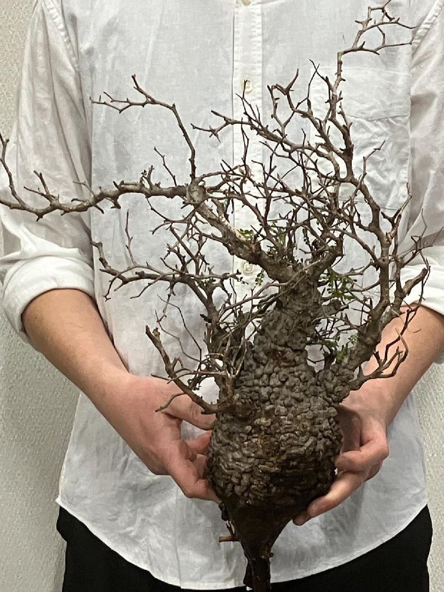 7135 「塊根植物」マダガスカル特急便 鮮度自信ありパキプス【到着後3日以内の返品OK・根切確認済・Operculicarya pachypus】_画像7