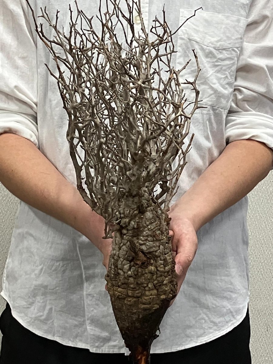 7108 「塊根植物」マダガスカル特急便 鮮度自信ありパキプス【到着後3日以内の返品OK・根切確認済・Operculicarya pachypus】_画像9