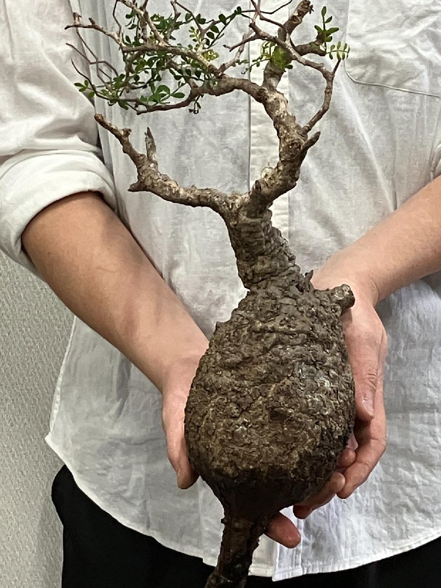 7126 「塊根植物」マダガスカル特急便 鮮度自信ありパキプス【到着後3日以内の返品OK・根切確認済・Operculicarya pachypus】_画像1