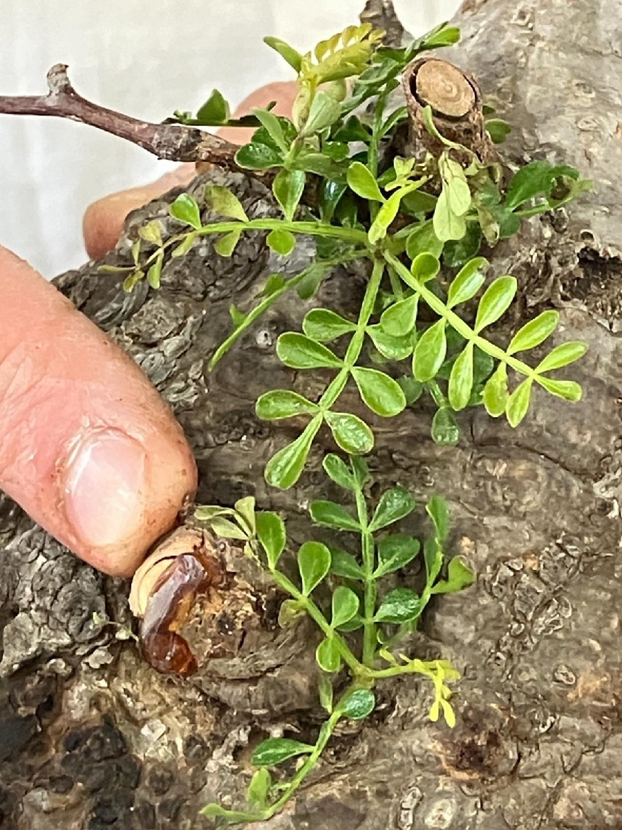 9421 「塊根植物」マダガスカル特急便 鮮度自信ありパキプス【到着後3日以内の返品OK・根切確認済・Operculicarya pachypus】_画像6