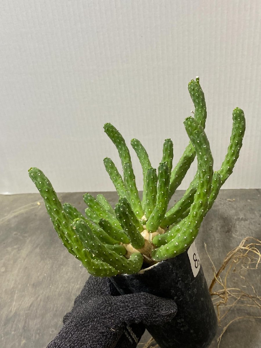 8740 「実生株」ユーフォルビア　イネルミス【多肉植物・種から発芽！・Euphorbia inermis・九頭竜】_画像7