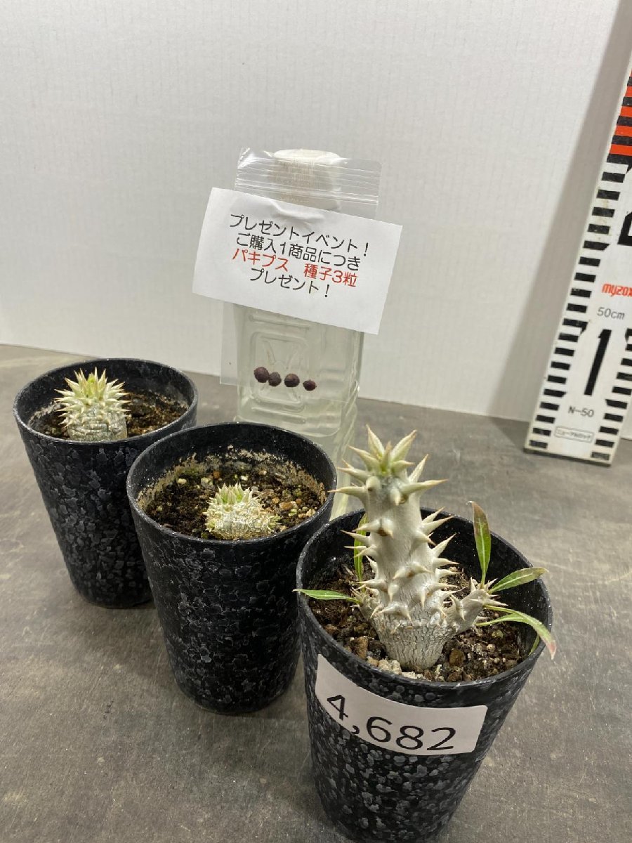 4682 「実生」塊根植物 3株セット【レウコキサンツム・恵比寿笑・グラキリスSP・Pachypodium・購入でパキプス種子プレゼント】_画像1