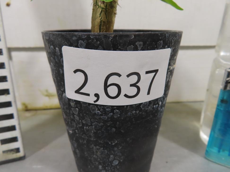 2637 「実生」フォークイエリア マクドガリー 植え【多分発根開始・多肉植物・Fouquieria macdougalii・塊根植物】_画像3