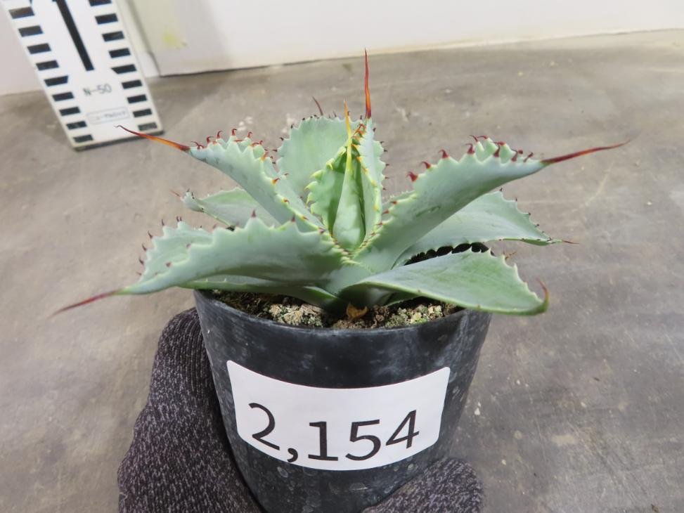 2154 「多肉植物」アガベ ポタトラム “スポーン” 植え【発根・リュウゼツラン・ Agave potatorum “spawn”】_画像5