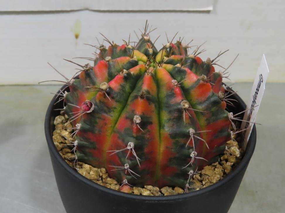 6560 「多肉植物I」ギムノカリキウム ミハノビッチ 植え【発根・美株・Gymnocalycium mihanovichii・サボテン】_画像5