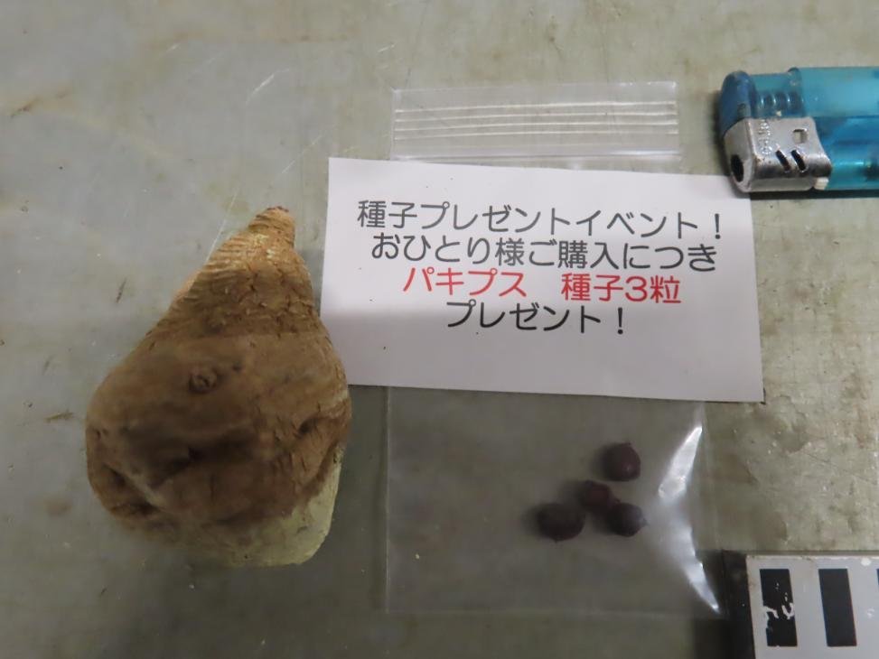 5182 「多肉植物」ユーフォルビア フィッシュスケール 抜き苗【塊根植物・E.fish bone・購入でパキプス種子プレゼント】_画像7