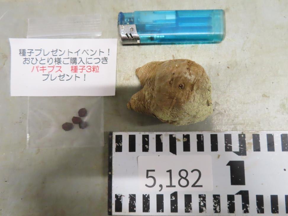 5182 「多肉植物」ユーフォルビア フィッシュスケール 抜き苗【塊根植物・E.fish bone・購入でパキプス種子プレゼント】_画像1