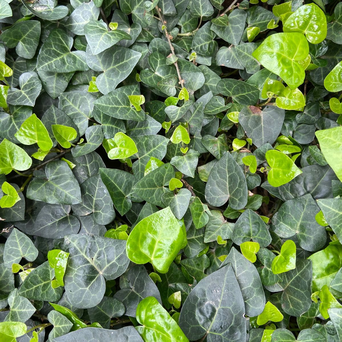 【観葉植物】アイビー☆大量パック☆