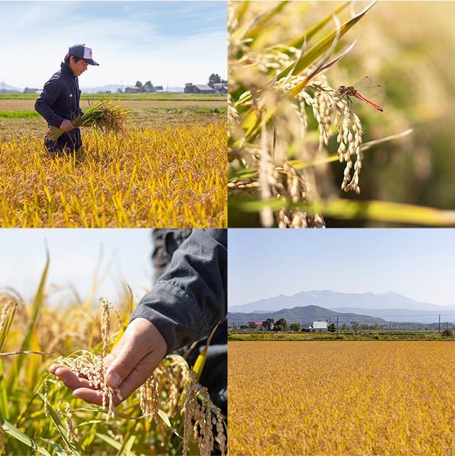 新米　特別栽培米　ななつぼし精米20k 北海道久保農園　令和5年_画像4