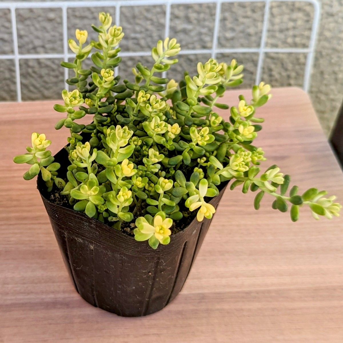 斑入りタイトゴメ【抜き苗】3号もりもり 多肉植物 セダム 紅葉 斑入りタイトゴメ【抜き苗】3号もりもり 多肉植物 セダム 紅葉