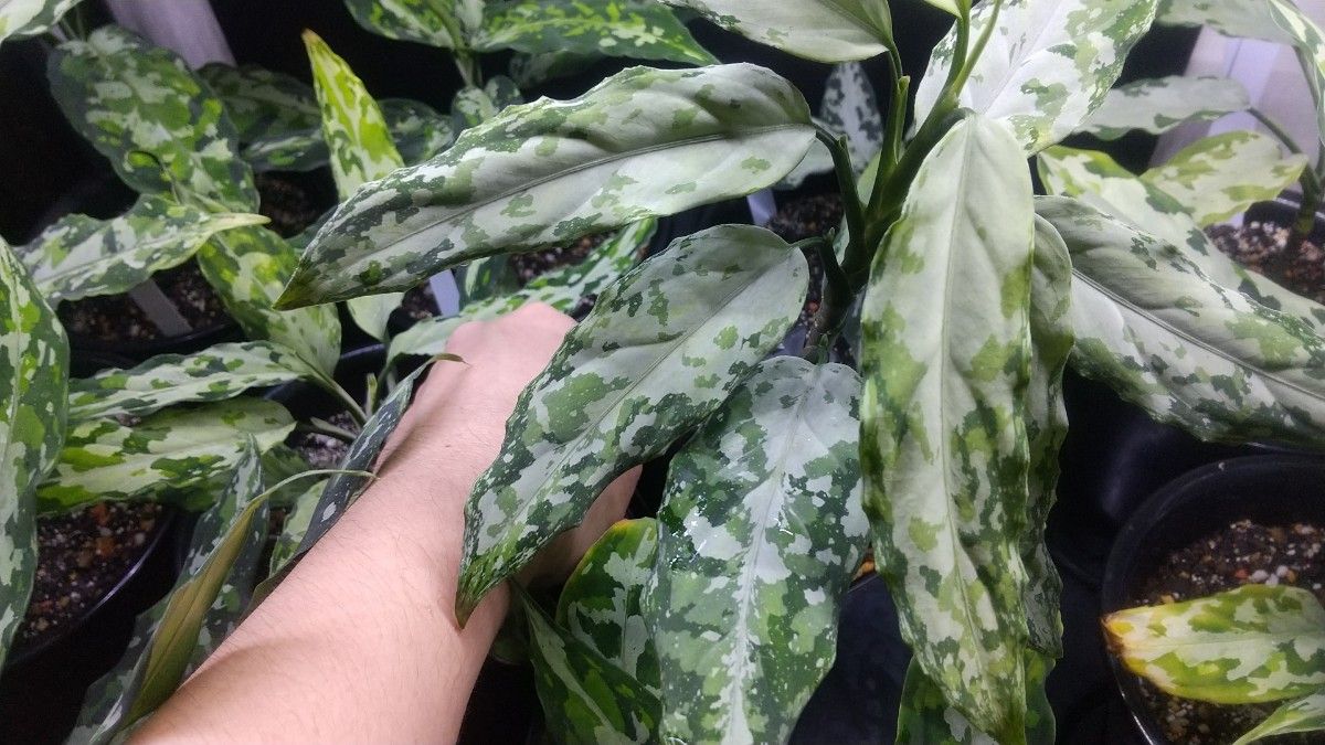 アグラオネマ ピクタム Aglaonema pictum 