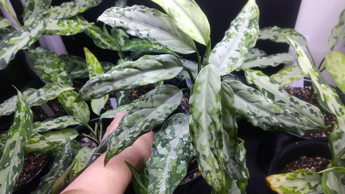 アグラオネマ ピクタム Aglaonema pictum 