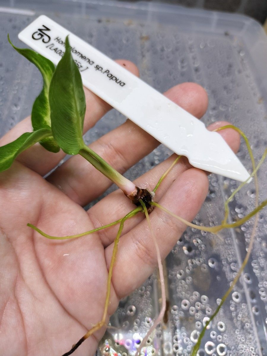 LA便 Homalomena sp Papua【LA0021-05z】ホマロメナ|Yahoo LA便 Homalomena sp Papua【LA0021-05z】ホマロメナ|Yahoo
