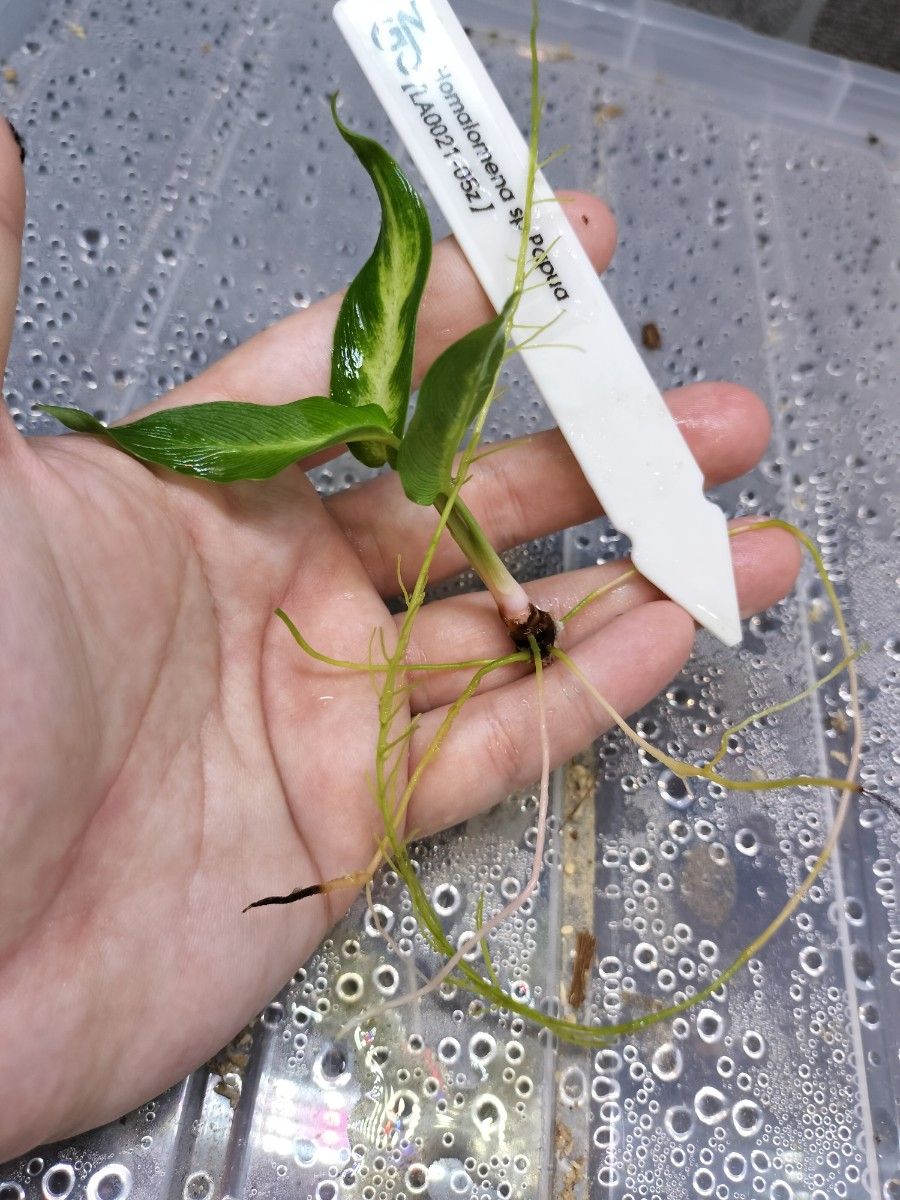 LA便 Homalomena sp Papua【LA0021-05z】ホマロメナ|Yahoo LA便 Homalomena sp Papua【LA0021-05z】ホマロメナ|Yahoo