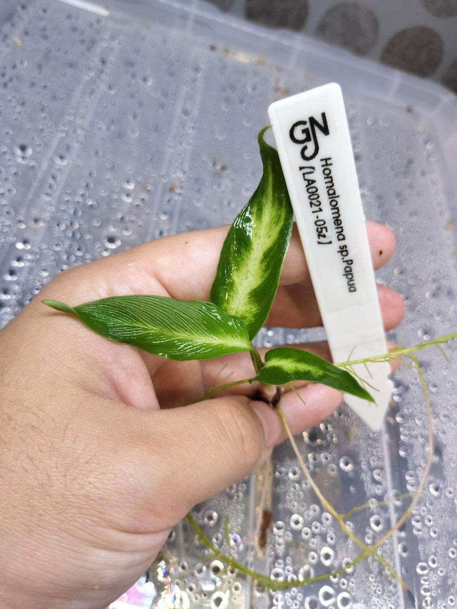 LA便 Homalomena sp Papua【LA0021-05z】ホマロメナ|Yahoo LA便 Homalomena sp Papua【LA0021-05z】ホマロメナ|Yahoo