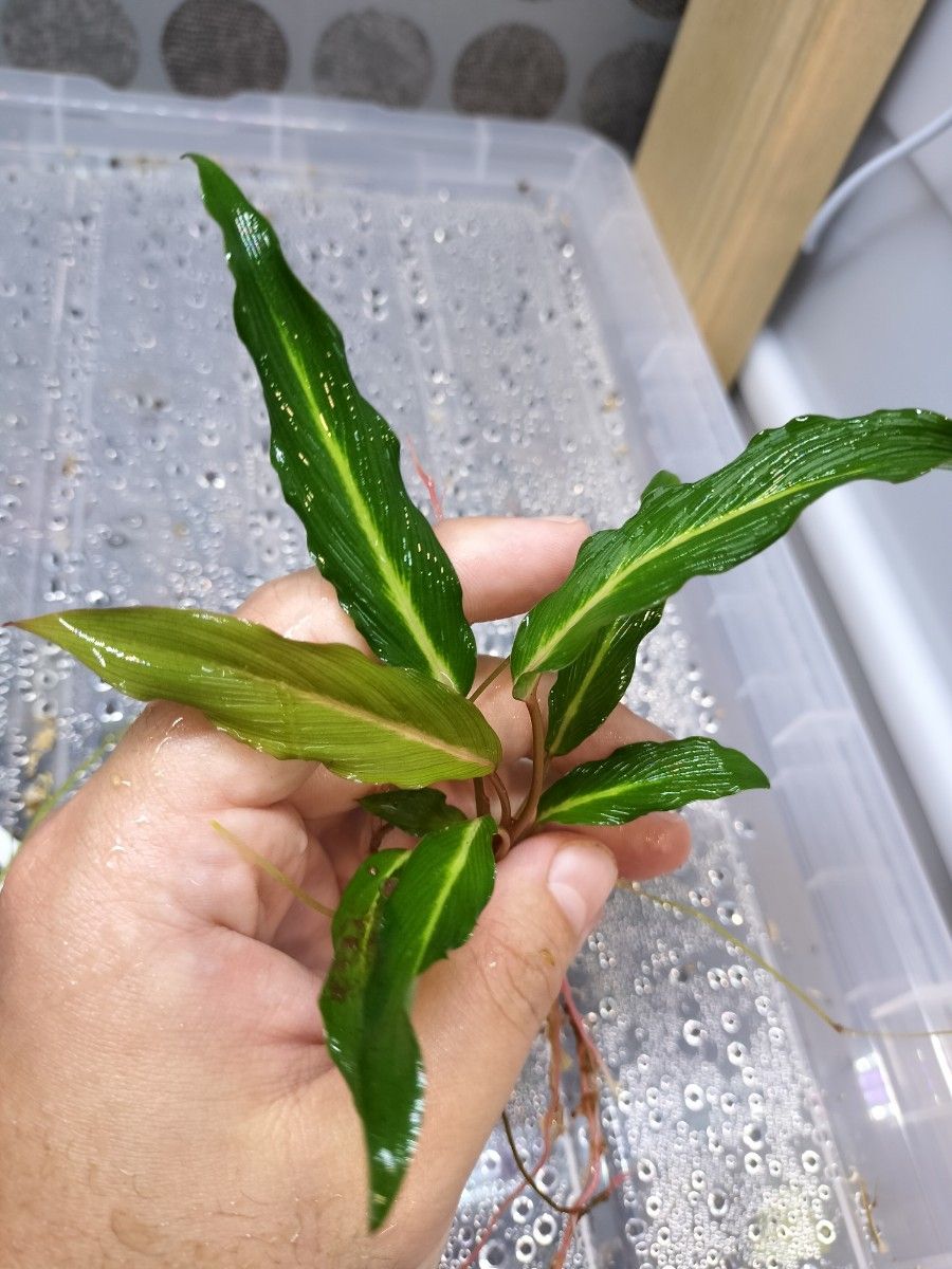 Homalomena sp West Papua ホマロメナspパプア|Yahoo!フリマ Homalomena sp West Papua ホマロメナspパプア|Yahoo!フリマ