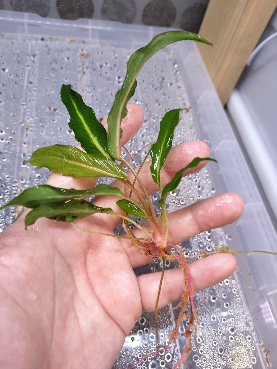 Homalomena sp West Papua ホマロメナspパプア|Yahoo!フリマ Homalomena sp West Papua ホマロメナspパプア|Yahoo!フリマ