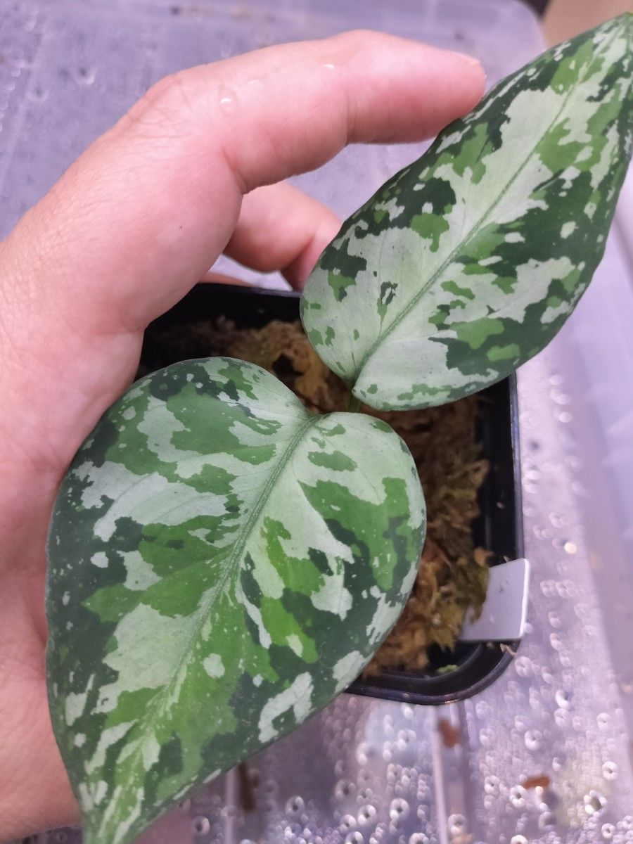 アグラオネマ ピクタム Aglaonema pictum 