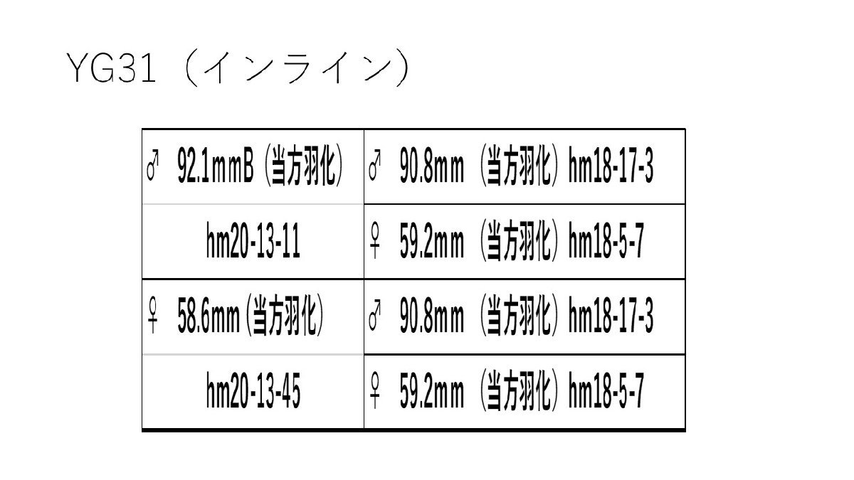 【ミナミ】能勢YG ♀50.2ｍｍ(91.7ｍｍ同腹）新成虫 オオクワガタ（繁殖個体）_画像5