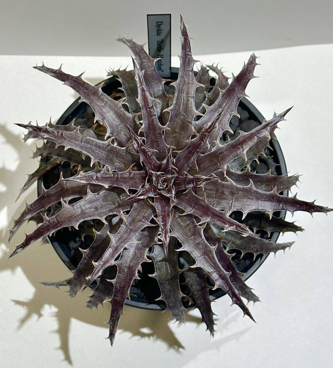 ディッキアDyckia ‘Battle Hatchet’_画像2