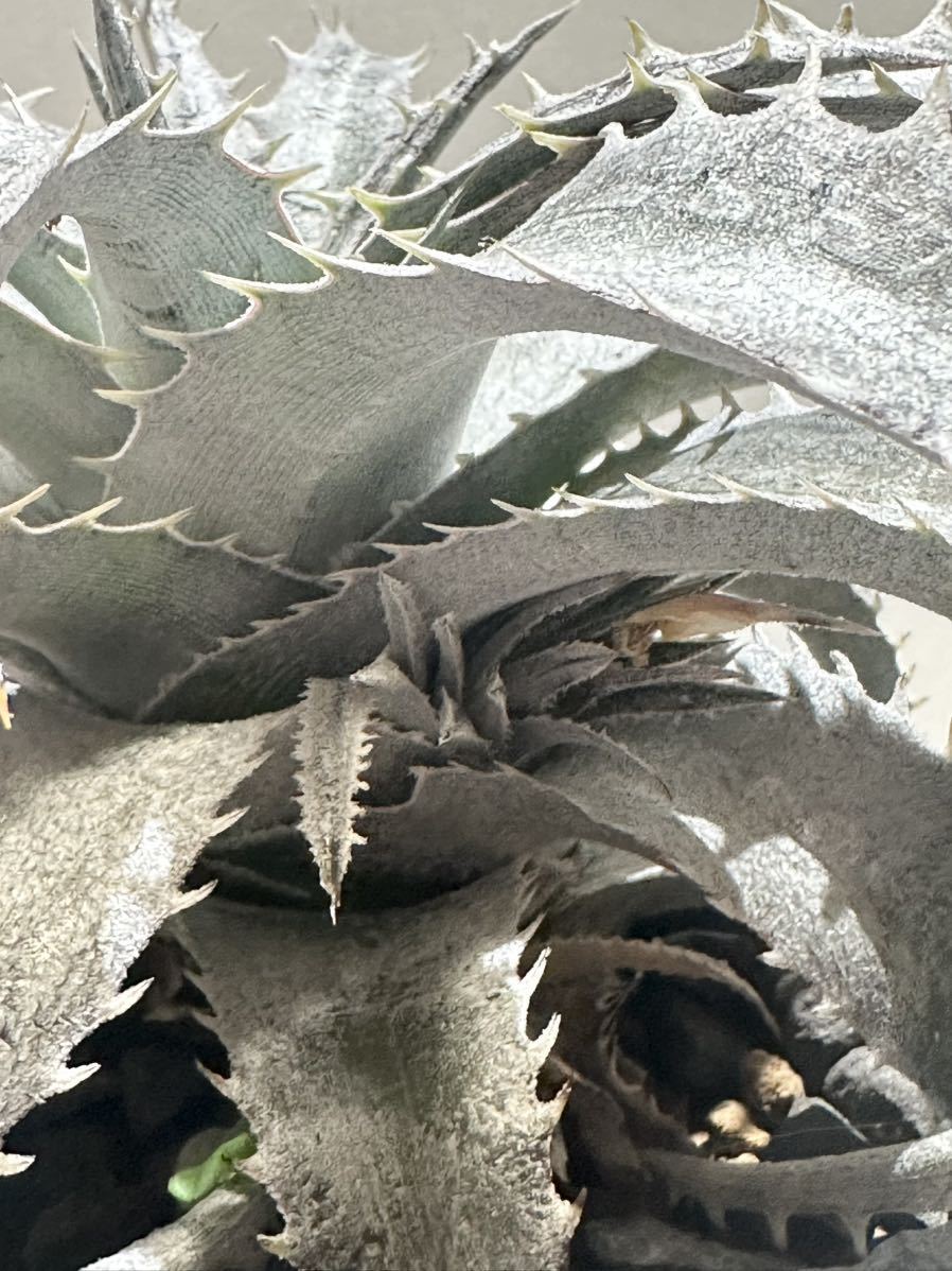 Dyckia'Gray Ops'Bromeliad Cultivar Register (9707)ディッキア グレイオプス_画像4