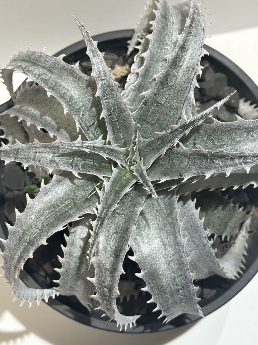 Dyckia'Gray Ops'Bromeliad Cultivar Register (9707)ディッキア グレイオプス_画像5