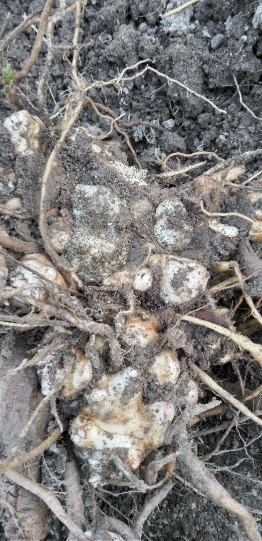 ヤーコンの種芋　２００グラム　ペルー在来種　農薬不使用　動物性堆肥不使用_画像1