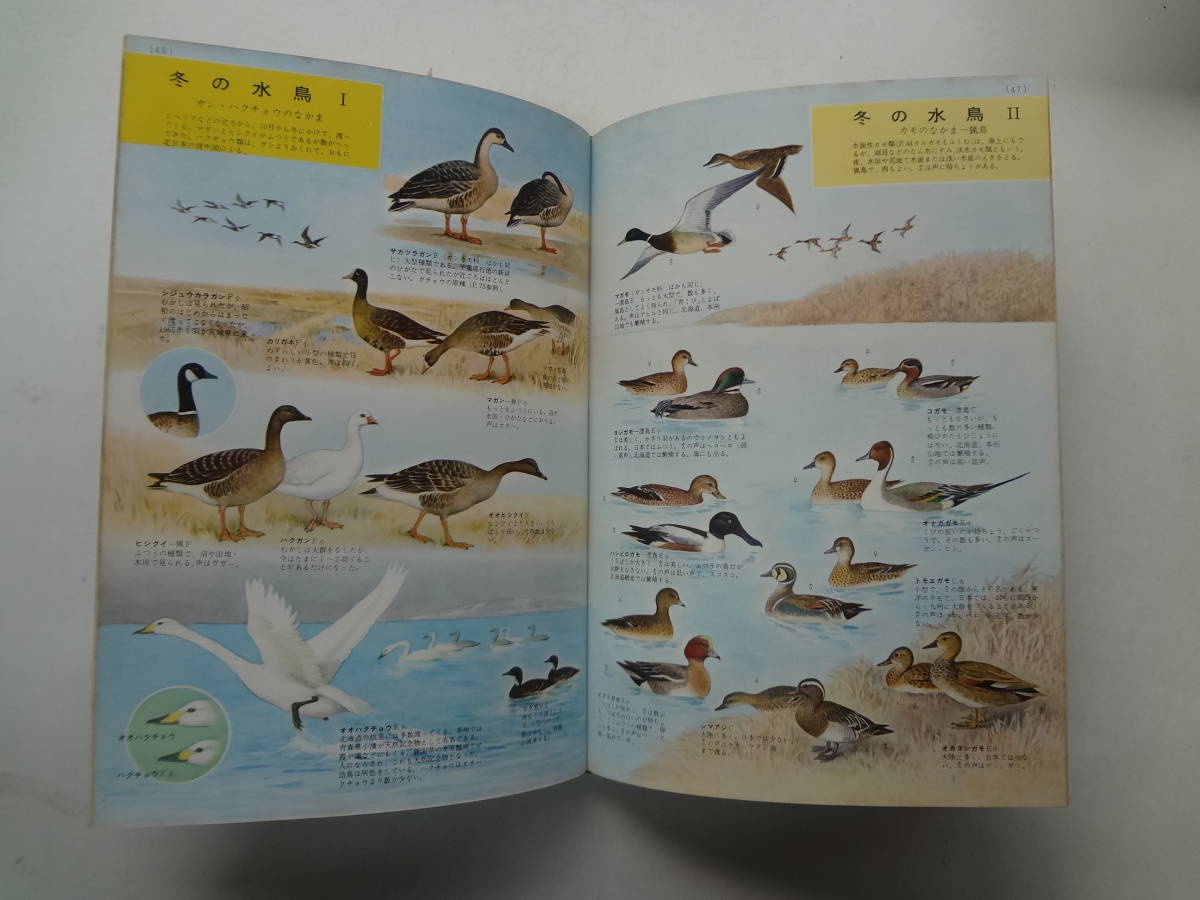 ろ2-f01【匿名配送・送料込】　鳥類の図鑑　学習図鑑シリーズ　4　　1962年_画像2