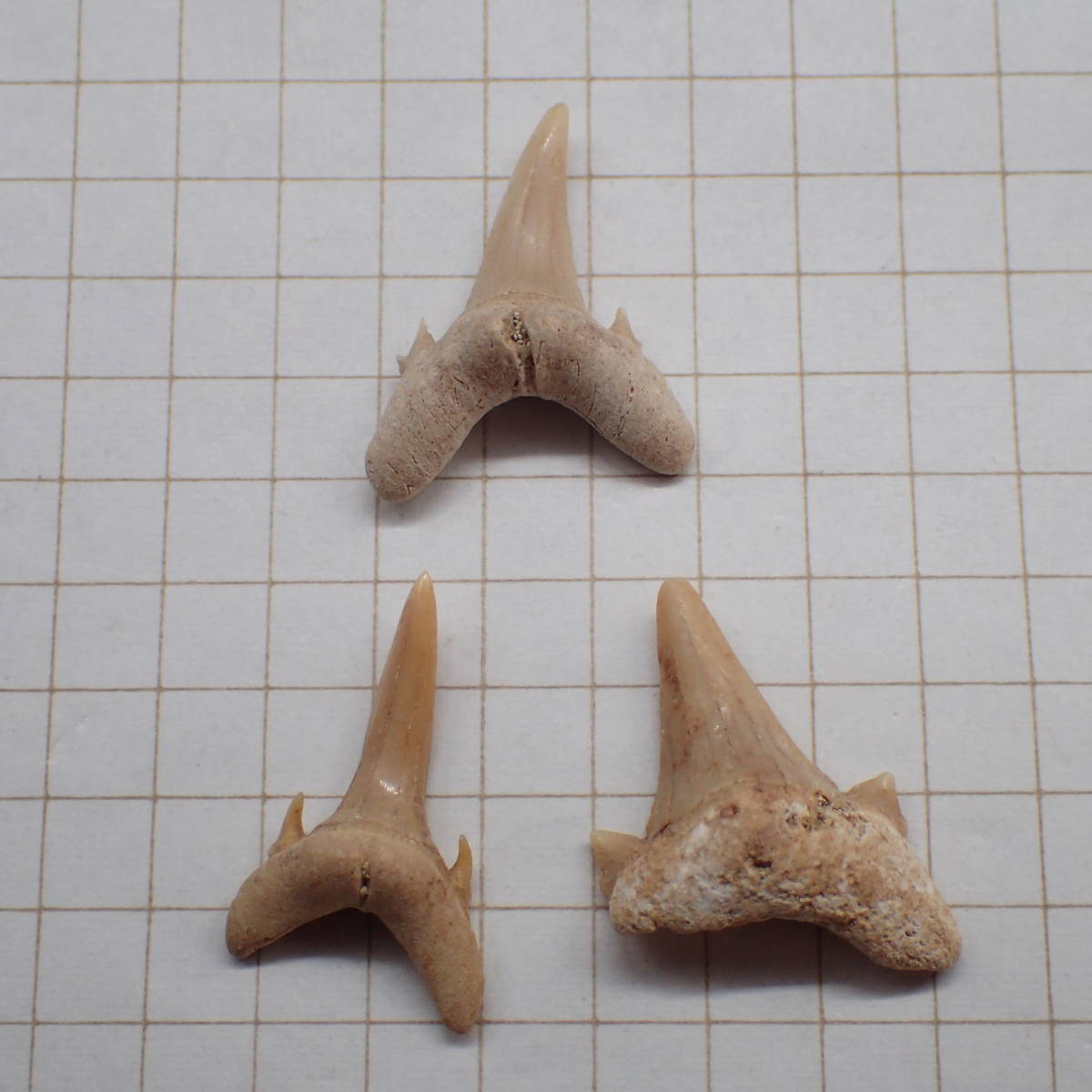 モロッコ産 サメの歯 化石 a 天然石 化石 鉱物 古第三紀始新世 100スタ_画像2
