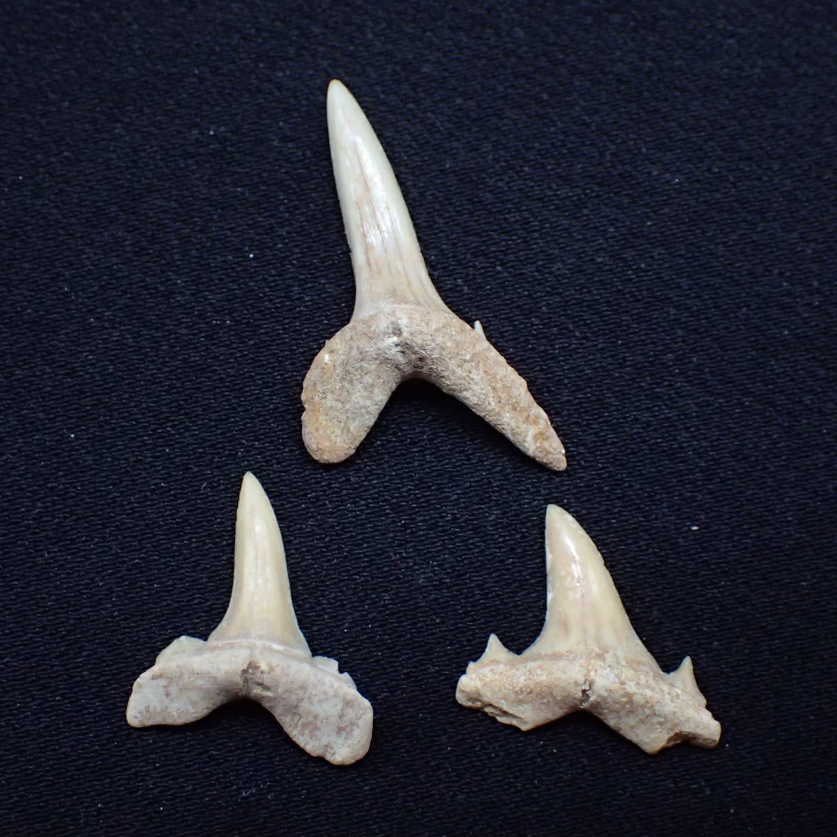 モロッコ産 サメの歯 化石 c 天然石 化石 鉱物 古第三紀始新世 100スタ_画像1