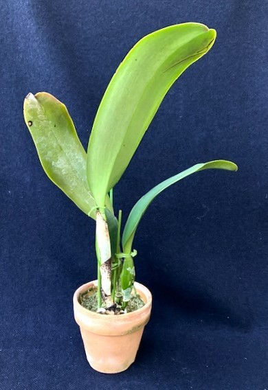 洋蘭 原種 着生蘭 野生蘭 カトレヤセレクト個体 C.labiata rubra-pincelada ‘Guerrero’ (OG) 濃色優秀花_画像5