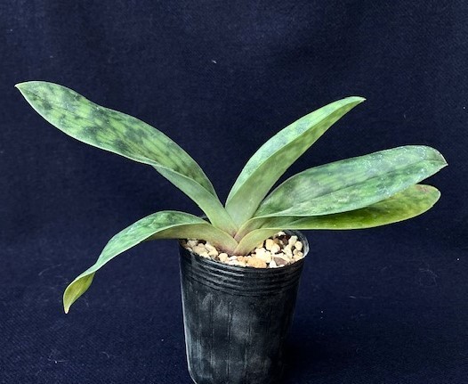 洋蘭 原種 地生蘭 野生蘭 パフィオ Paph.callosum vinicolor x sib 最新実生 株元の色素有り_画像3