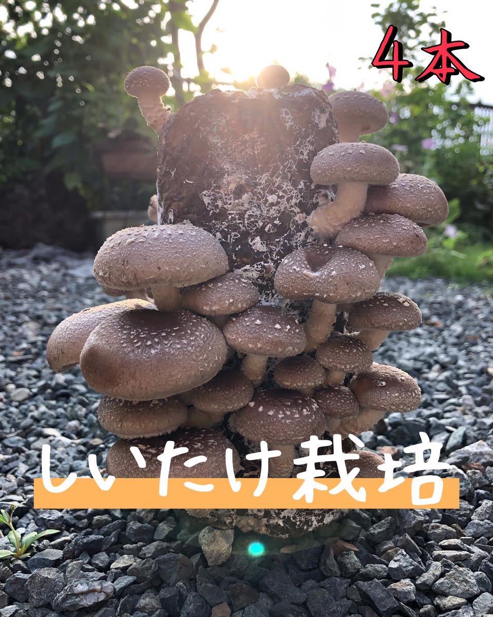 Комплект для культивирования Shiitake -Mushroom! ! Охота в дом ♪ × 4! !