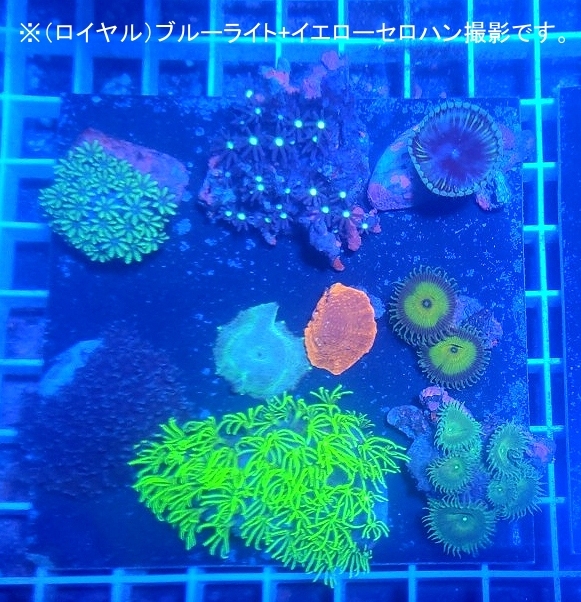 サンゴ自家養殖9点　スターポリプ２色　ハナヅタブルー　マメスナ　ゼニアＳＰ　サンゾアンシッド【海水館】沖縄・北海道は不可_画像1