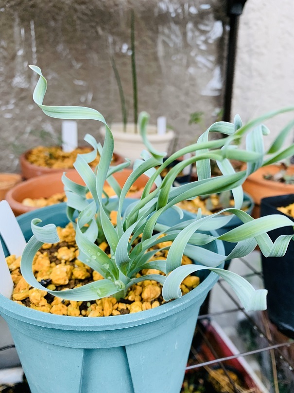 ☆ 球根植物 「Albuca concordiana 種子 10粒」 アルブカ ☆_親株の様子です(出品物ではありません)。